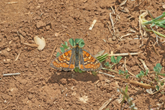 Euphydryas desfontainii