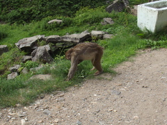 Macaca fuscata fuscata