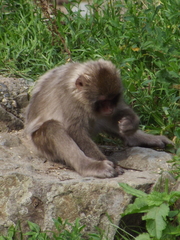 Macaca fuscata fuscata