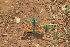 Euphydryas desfontainii