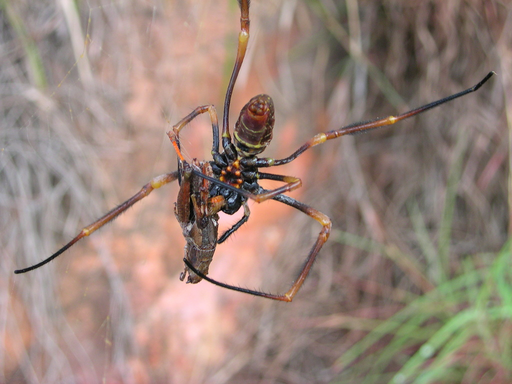Tiger Spider from Noosa Heads, Queensland, Australia on March 11, 2005
