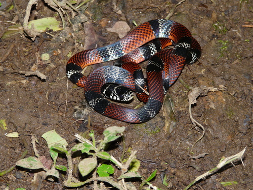 Erythrolamprus bizona