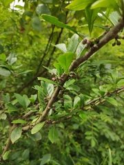 Ilex aculeolata