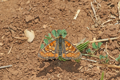 Euphydryas desfontainii