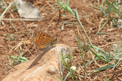 Euphydryas desfontainii