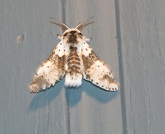 Furcula scolopendrina