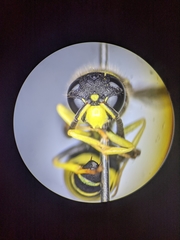 Ancistrocerus spilogaster