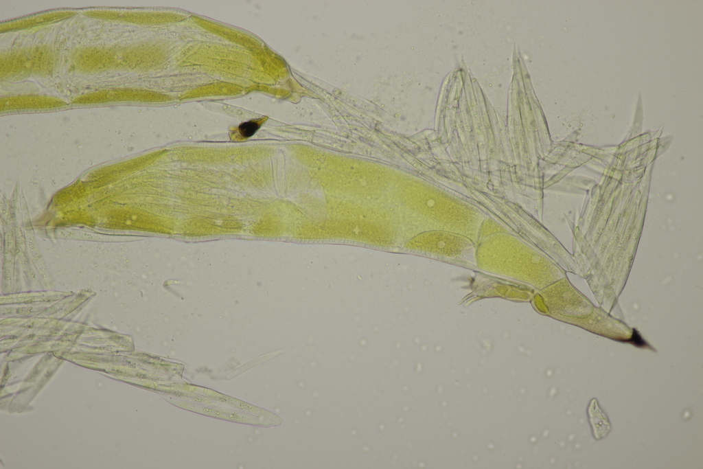 Hesperomyces