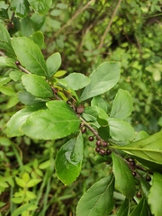 Ilex aculeolata
