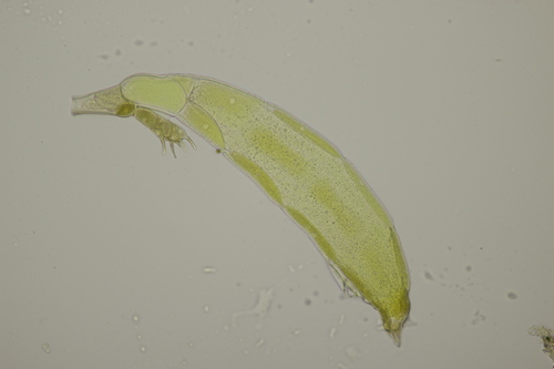 Hesperomyces harmoniae