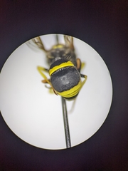Ancistrocerus spilogaster