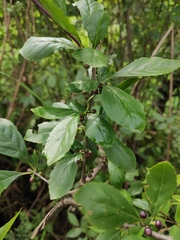 Ilex aculeolata