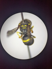 Ancistrocerus spilogaster