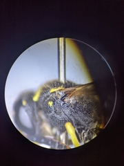 Ancistrocerus spilogaster