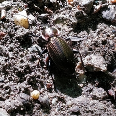 Carabus monilis