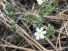 Leptosiphon melingii