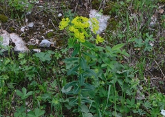 Euphorbia austriaca