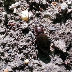Carabus monilis