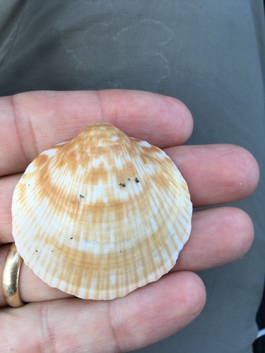Glycymeris americana