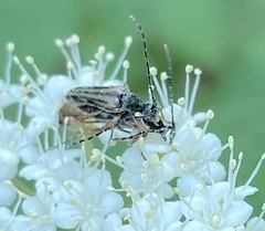 Analeptura