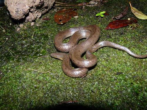 Costa Rica Water Snake