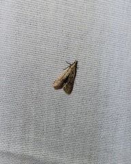 Dichomeris punctipennella