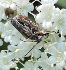 Analeptura