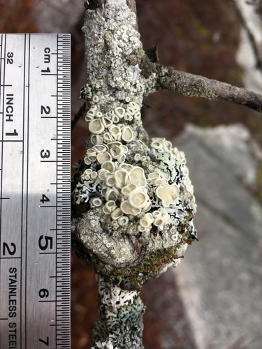 Ochrolechia pseudopallescens image