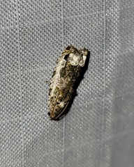 Proteoteras naracana