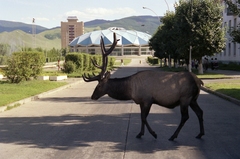 Cervus canadensis sibiricus