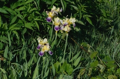 Iris × hybrida