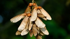 Acer pseudoplatanus