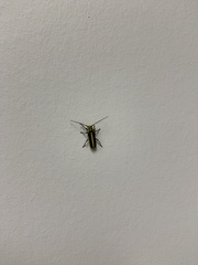 Saperda puncticollis