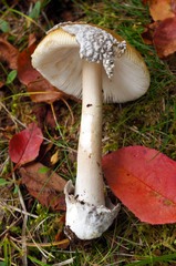 Amanita sinicoflava