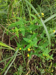 Hypericum sampsonii