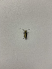 Saperda puncticollis