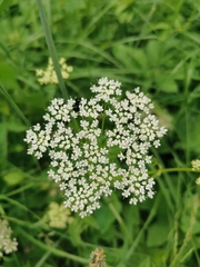 Aegopodium podagraria