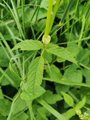 Aegopodium podagraria