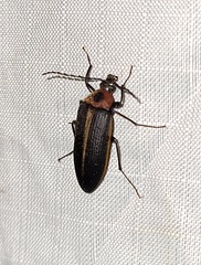 Pseudocistela marginata