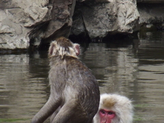Macaca fuscata fuscata