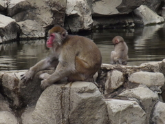 Macaca fuscata fuscata