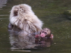 Macaca fuscata fuscata
