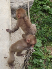 Macaca fuscata fuscata