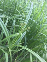 Scirpus sylvaticus