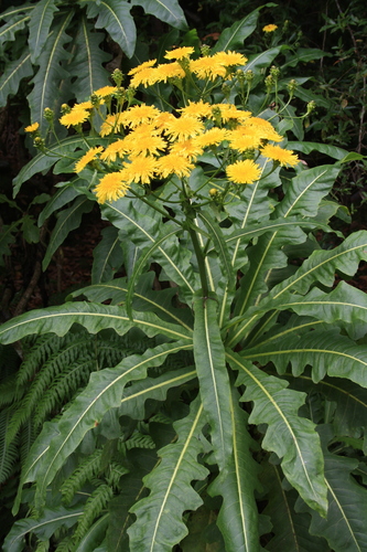 Shrubby Sow Thistle