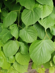 Tilia