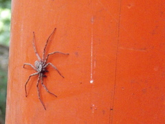 Araneae