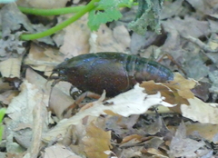 Procambarus acutus