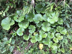 Farfugium japonicum japonicum