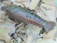 Procambarus acutus